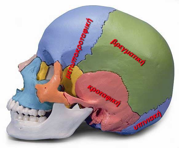 Σχηματικά κάποια είδη κρανιοτομίας